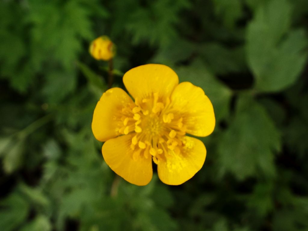 Ranunculus repens / Ranuncolo strisciante